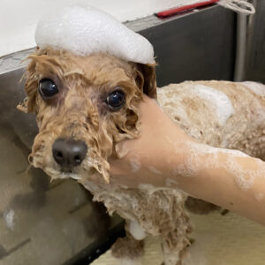 シャンプートイプー