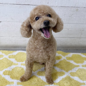 仕上がりトイプー