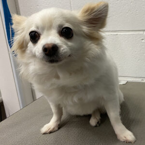 よろしくチワワ