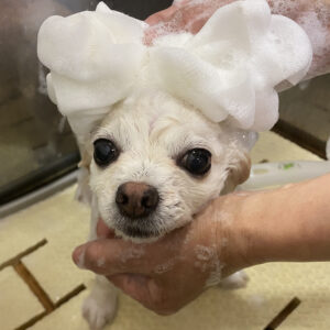 シャンプーチワワ