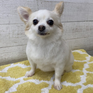 仕上がりチワワ