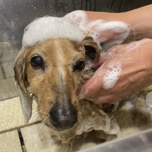 シャンプーダックス