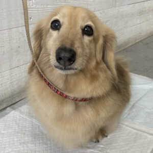 仕上がりダックス