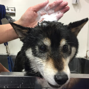 シャンプーしば