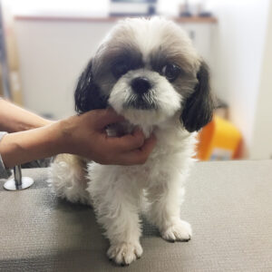 よろしくシーズー