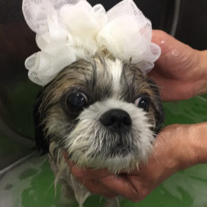 シャンプーシーズー