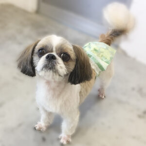 仕上がりシーズー