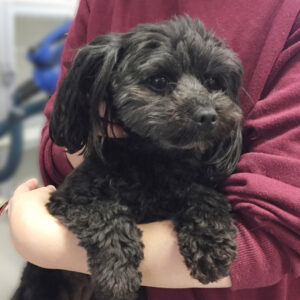 よろしくミックス