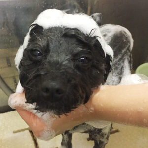 シャンプーミックス