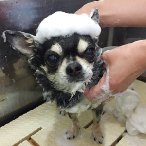 シャンプーチワワ