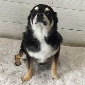 仕上がりチワワ