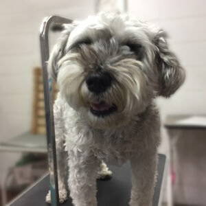 よろしくMシュナ