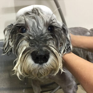 シャンプーMシュナ