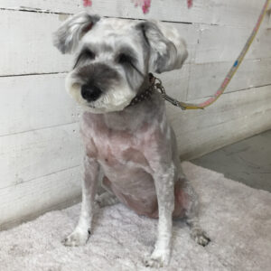 仕上がりMシュナ