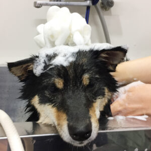 シャンプーしば