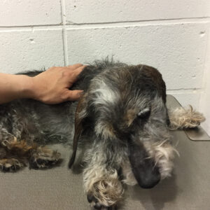 よろしくダックス