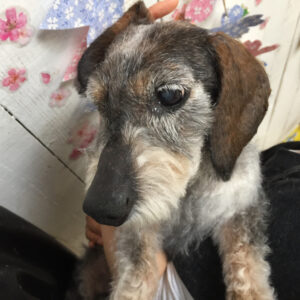 仕上がりダックス