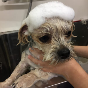 シャンプーミックス