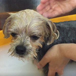 お風呂ミックス