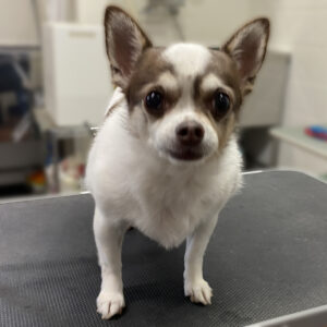 よろしくチワワ