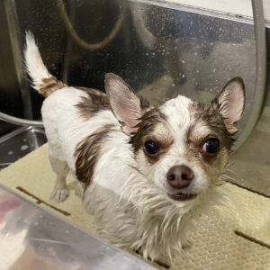 シャンプーチワワ