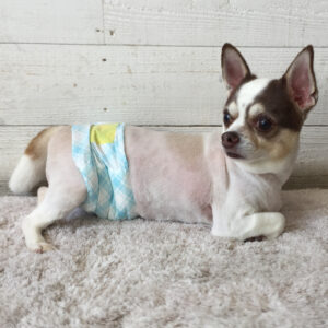 仕上がりチワワ