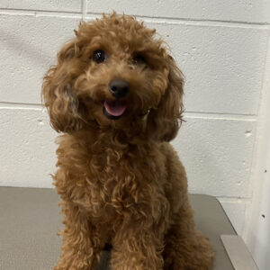 よろしくトイプー