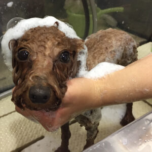 シャンプートイプー