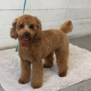 仕上がりトイプー