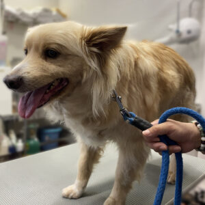 よろしくミックス