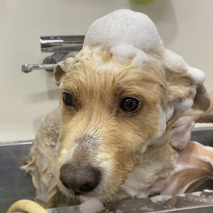 シャンプーミックス