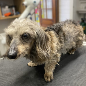 よろしくダックス