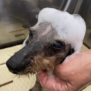 シャンプーダックス