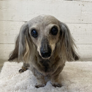 仕上がりダックス