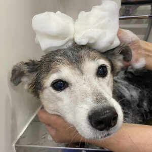 シャンプーミックス