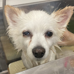 シャンプーミックス