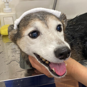 お風呂ミックス