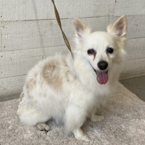 仕上がりミックス