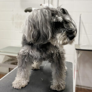 よろしくMシュナ