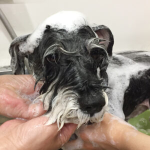 シャンプーMシュナ