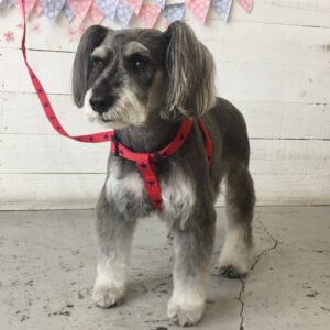 仕上がりMシュナ