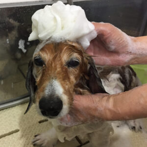 シャンプーダックス