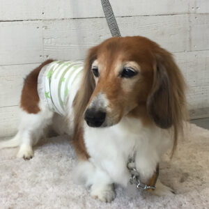 仕上がりダックス