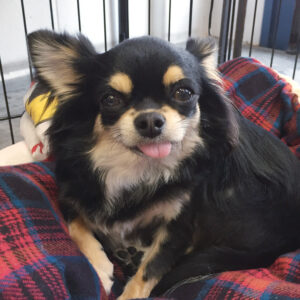 よろしくチワワ