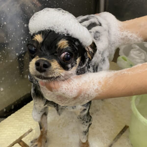 シャンプーチワワ