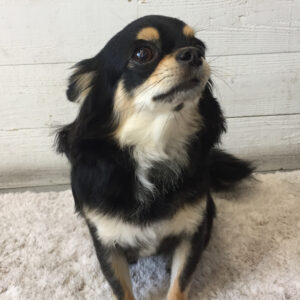 仕上がりチワワ