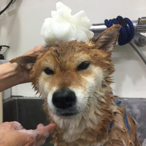 シャンプーしば