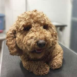 よろしくトイプー