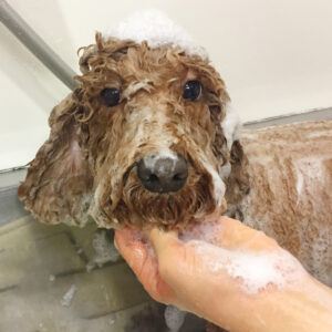 シャンプートイプー