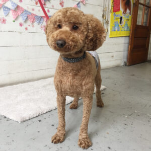 仕上がりトイプー